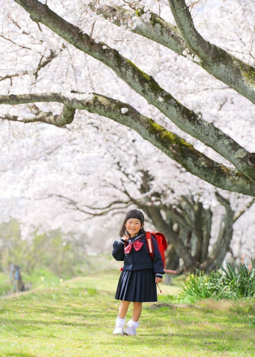福井越前市の桜の下で撮った入学式の女の子の記念写真